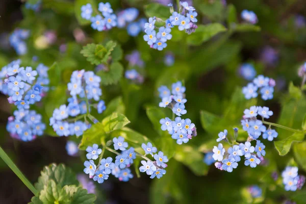 Schöne winzige blaue Blüten aus nächster Nähe — Stockfoto