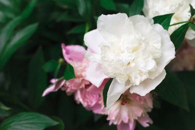 Çiçek açan peonies Bahçe, çiçek arka planda
