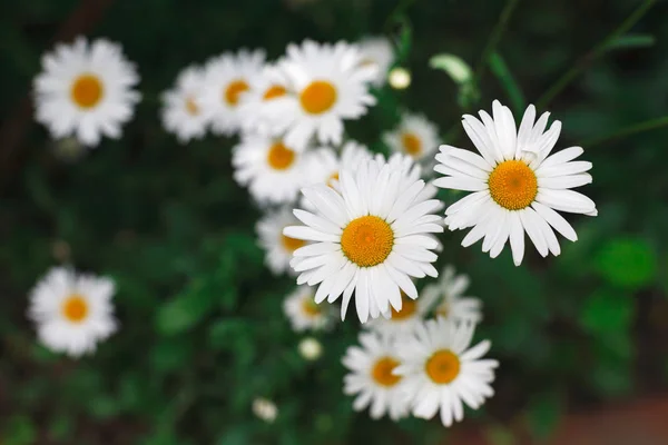 Beautiful daisies closeup. Flower background. — Stock Photo, Image