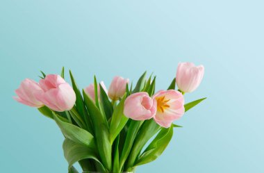 mavi arka plan üzerinde Pembe Lale buketi