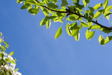 Young spring blossom, branch with fresh leaves