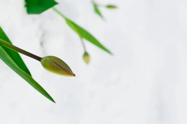 Tulip bud pod śniegiem na wiosnę — Zdjęcie stockowe