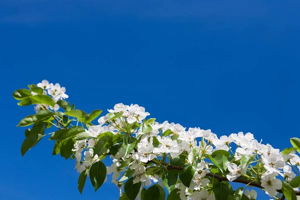 Fiore primaverile di ciliegio, ramo con fiori — Foto Stock