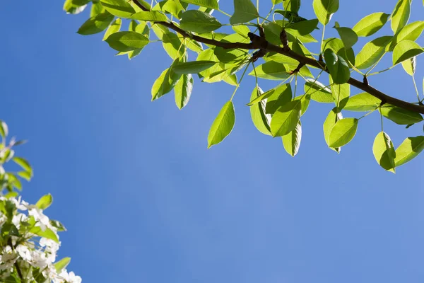 Young spring blossom, branch with fresh leaves — Stock Photo, Image