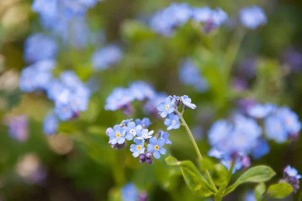 Schöne winzige blaue Blüten aus nächster Nähe — Stockfoto