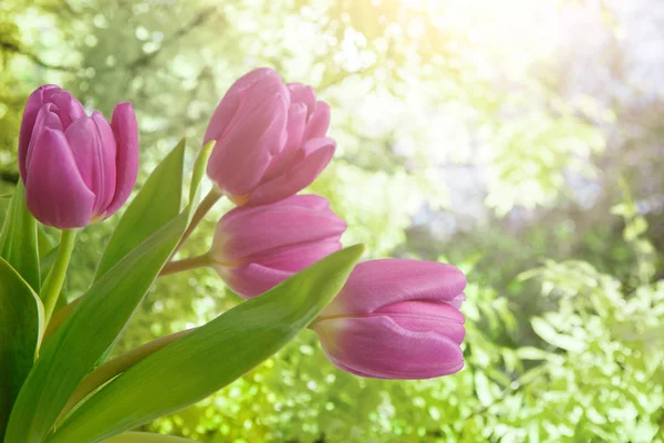 Tulipany tło, fioletowe kwiaty w tle ogród, miejsce — Zdjęcie stockowe