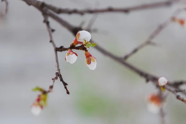Zarte Aprikosenknospen und Blüten im Frühling — Stockfoto
