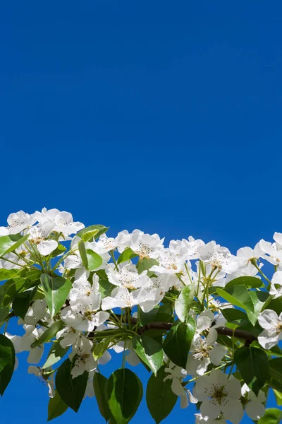 Cherry tree spring blossom, branch with flowers — Stock Photo, Image