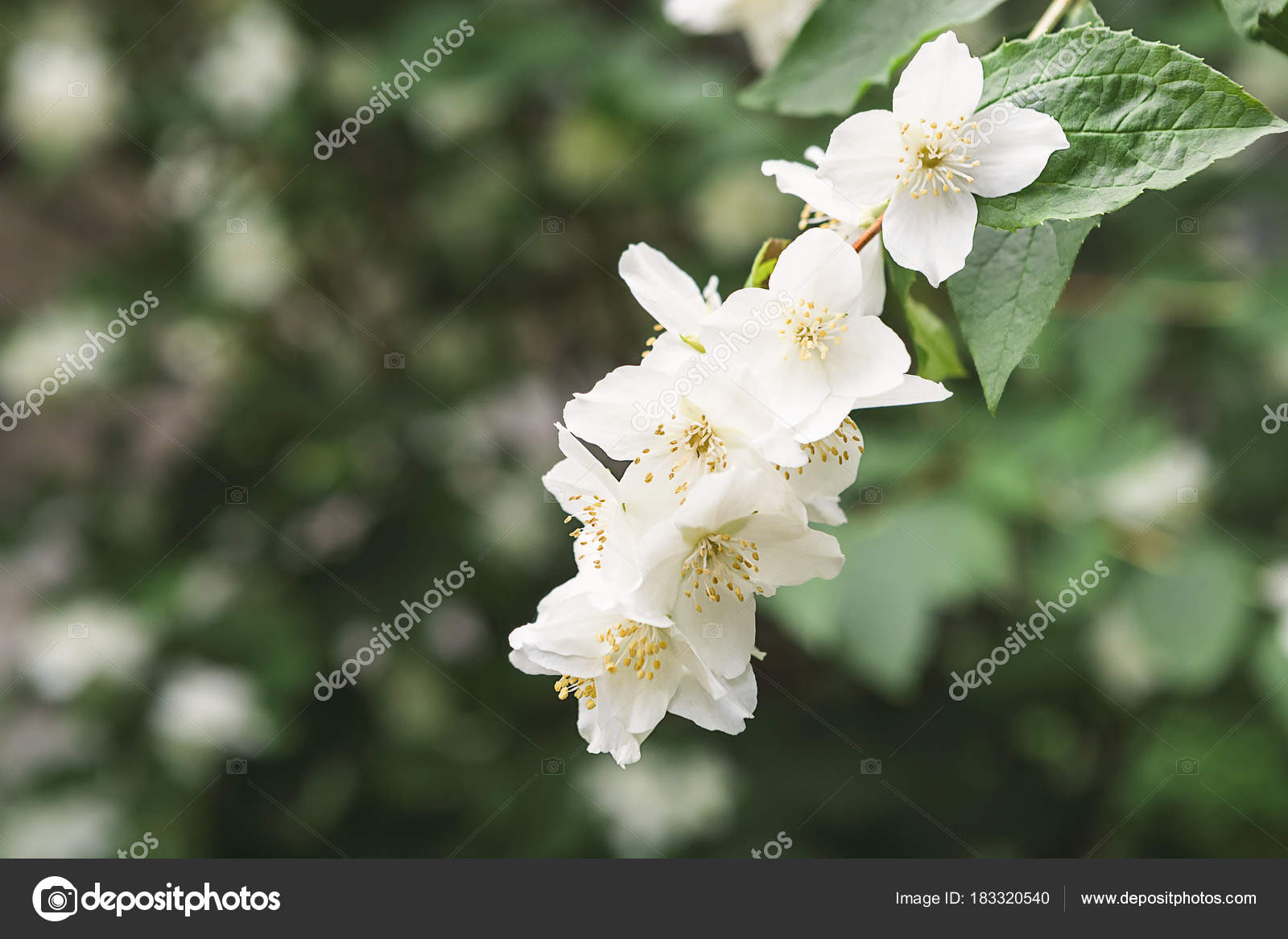 苹果树在开花, 春天自然背景——图库图片© Milkos #183320540, image size:1600x1167