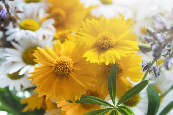 Hermosas margaritas de cerca. Fondo de flores . — Foto de Stock
