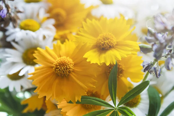 Schöne Gänseblümchen Nahaufnahme. Blume Hintergrund. — Stockfoto