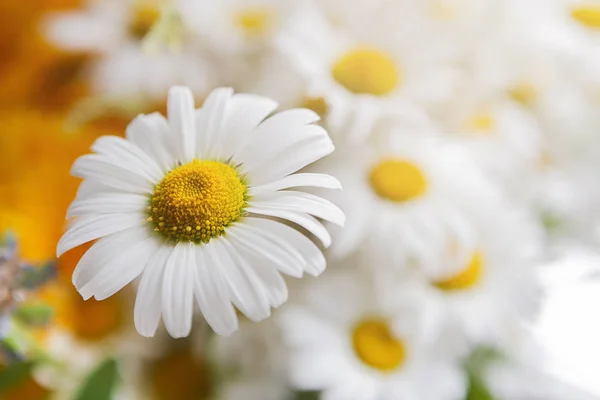 Beautiful daisies closeup. Flower background. — Stock Photo, Image