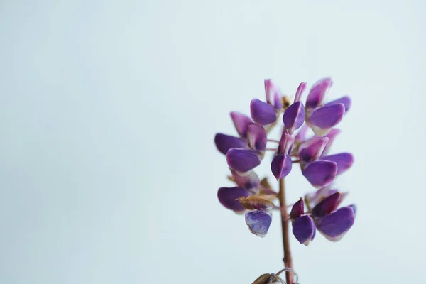 美しい紫色の花のクローズ アップ。花の背景 — ストック写真