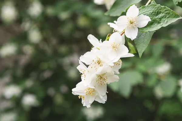 Manzano en flor, fondo de naturaleza primaveral —  Fotos de Stock