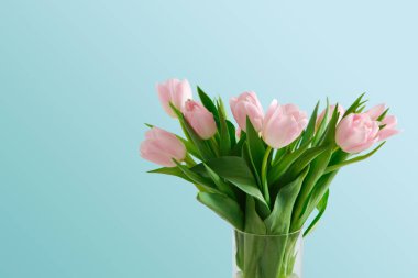 mavi arka plan üzerinde Pembe Lale buketi