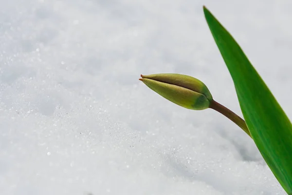 Bud tulipa sob a neve na primavera — Fotografia de Stock