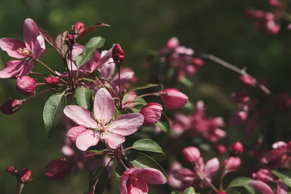 Manzano en flor, fondo de naturaleza primaveral — Foto de Stock