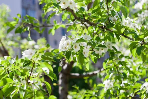 Cherry tree spring blossom, branch with flowers — Stock Photo, Image