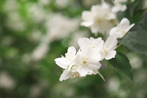 Manzano en flor, fondo de naturaleza primaveral —  Fotos de Stock