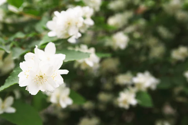 Pommier en fleur, printemps nature fond — Photo