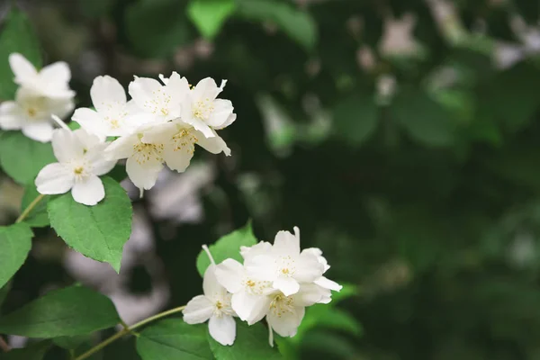 Manzano en flor, fondo de naturaleza primaveral —  Fotos de Stock