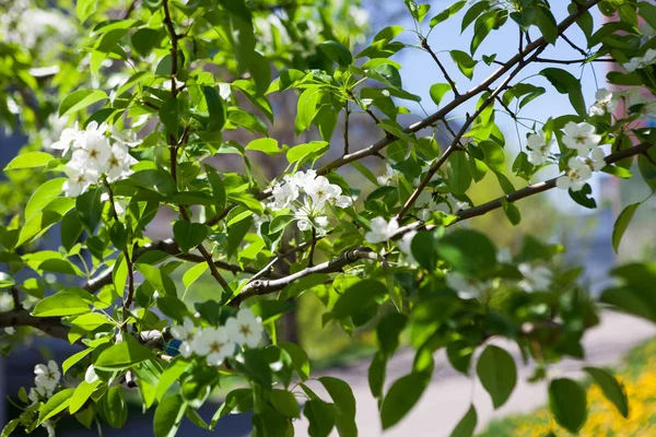 Flor de primavera de cerezo, rama con flores —  Fotos de Stock