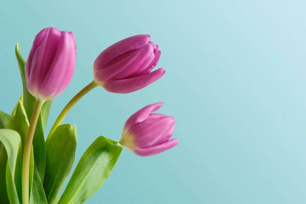 Фіолетові тюльпани букет на синьому фоні — стокове фото