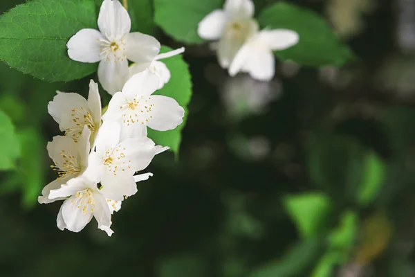 Apfelbaum in Blüte, Frühling Natur Hintergrund — Stockfoto