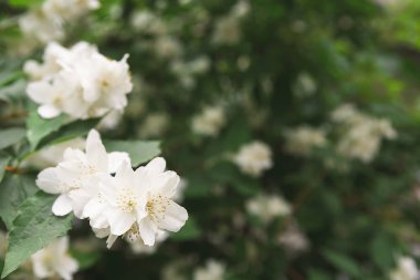 Elma ağacı çiçeği, Bahar doğa arka plan içinde
