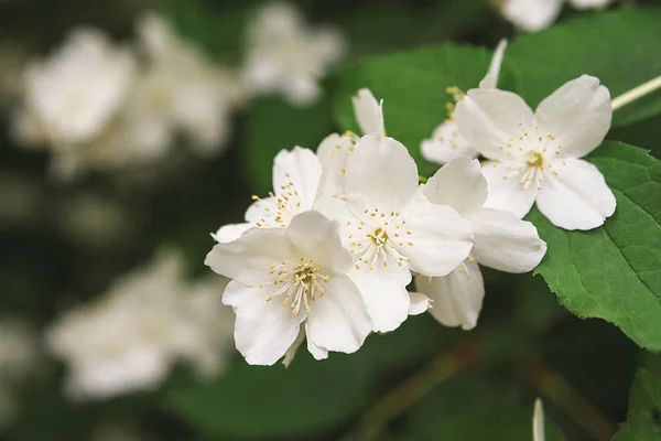 Apfelbaum in Blüte, Frühling Natur Hintergrund — Stockfoto