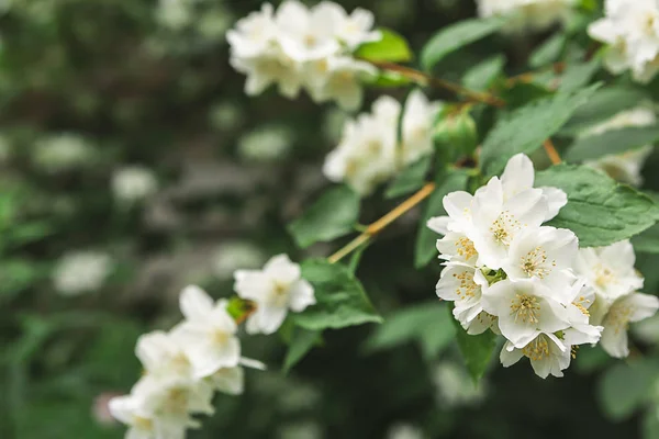 Apple boom in bloei, lente natuur achtergrond — Stockfoto