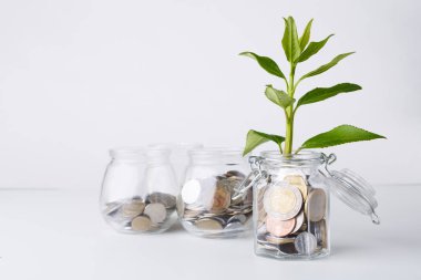 Cam sikkeler üzerinde büyüyen bitki