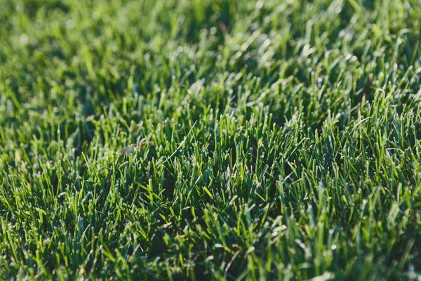 Grönt gräs, ljus naturlig bakgrund — Stockfoto