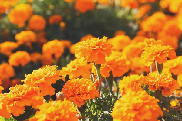 Fiori di calendula lucenti, sfondo fiorente — Foto Stock