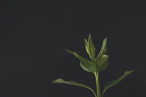 Planta joven brota en el fondo negro con espacio de copia — Foto de Stock