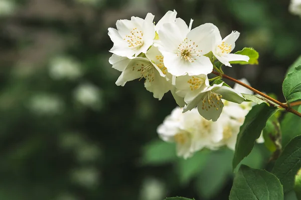 Manzano en flor, fondo de naturaleza primaveral —  Fotos de Stock