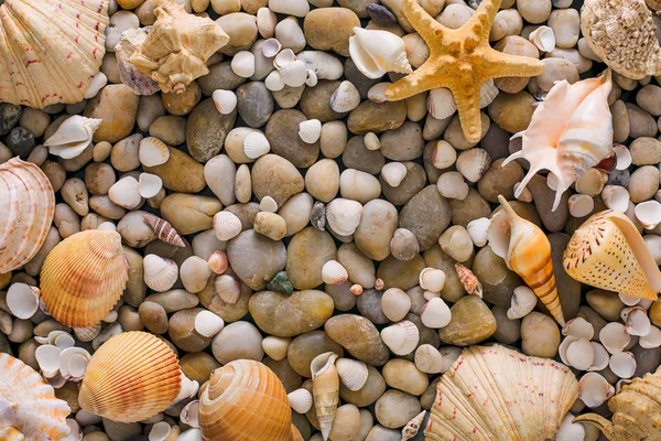 Conchas do mar e seixos fundo, pedras marinhas naturais — Fotografia de Stock