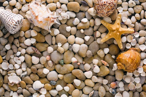 Coquillages et cailloux fond, pierres naturelles de bord de mer — Photo