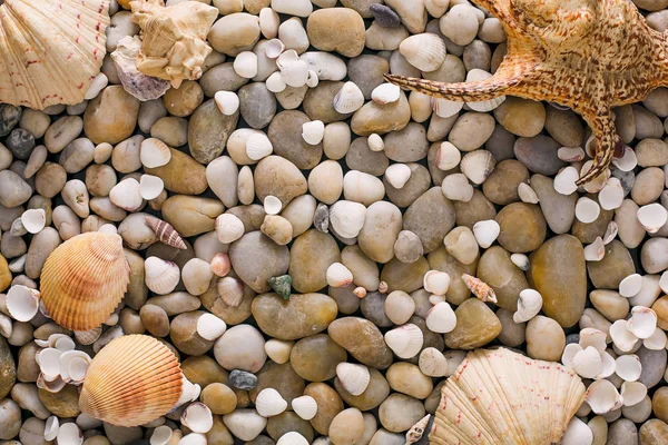 Muscheln und Kieselsteine Hintergrund, natürliche Ufersteine — Stockfoto