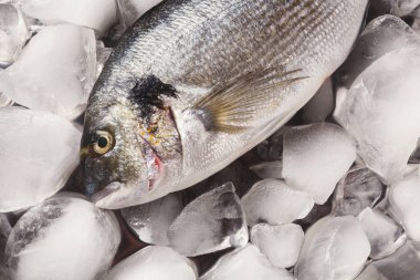 Siyah arka plan, buzda taze dorado