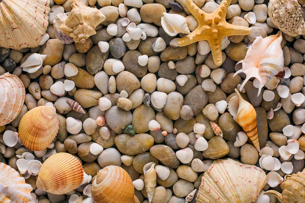 Mušle a kamínky pozadí, přírodní pobřeží kameny — Stock fotografie