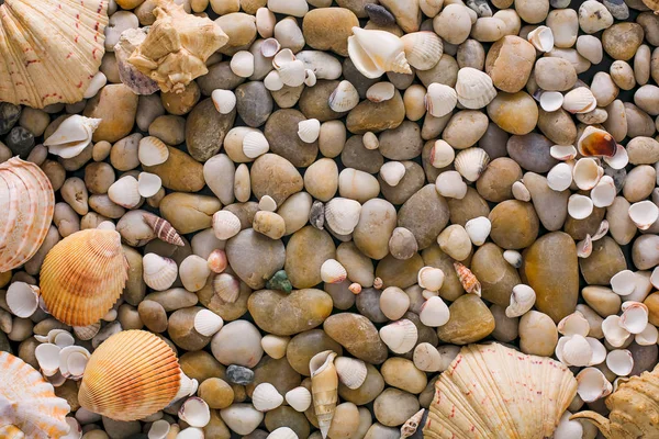 貝殻や小石の背景、自然海岸の石 — ストック写真