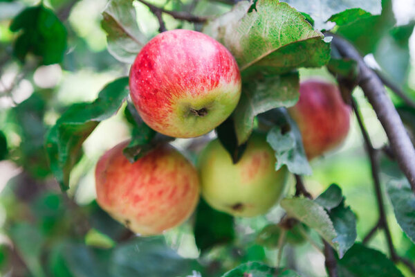 Red ripe apple on branch closeup of tree in garden