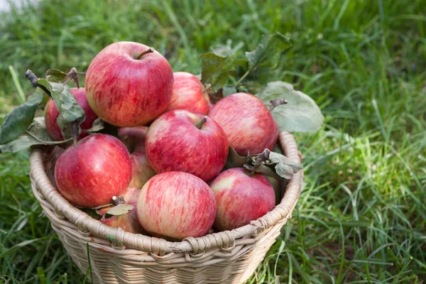 Basket with apples harvest on grass