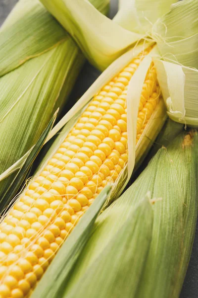 Čerstvé žluté kukuřice klas closeup, pozadí — Stock fotografie