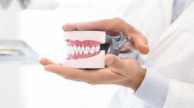 Plastik çene modeli tutan dişçinin elleri