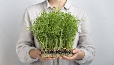 Gri arka planda ev yapımı mikro yeşillikleri tutan tanınmayan bir kadın.