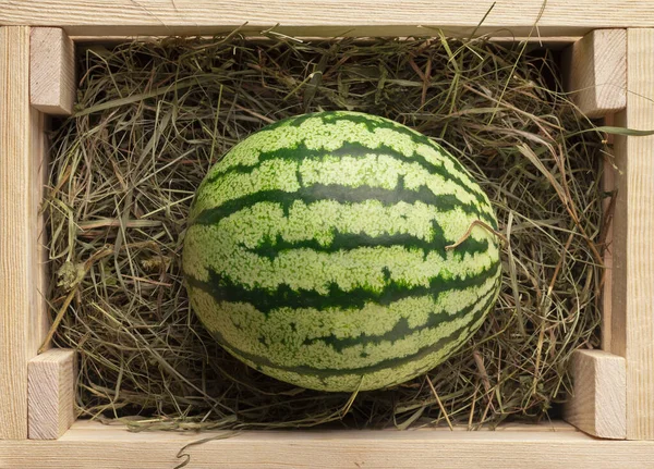 Organic and fresh watermelon on hay inside eco wooden box — Stock Photo, Image