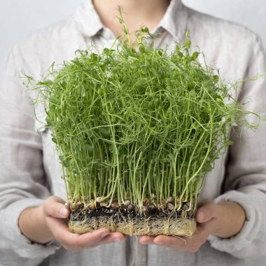 Elinde doğal filizlenmiş tohum ya da mikroyeşillik tutan bir kadın.