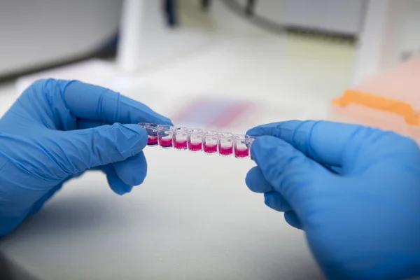 Mãos em luvas segurando amostras rosa para pesquisa — Fotografia de Stock